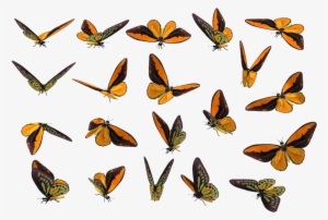 More Like Realistic Aggron By Phill-art - Realistic Butterfly Transparent Png #1887793