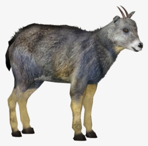 Chinese Goral - Goral Png #1891007