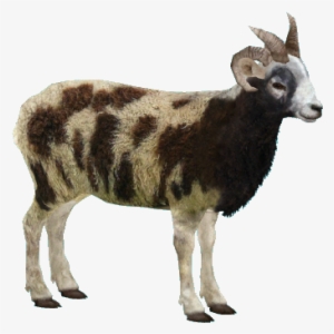 Jacobsheepm1 - Zt2 Goat #1891010