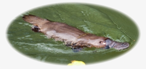 The Australian Platypus Park Is Home To A Large And #1891174