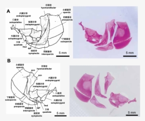 The Opercular Bones And Suspensorium Of Zacco Platypus - Opercular Bones #1891385
