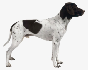 Pointer - French Pointer Black And White #1892583
