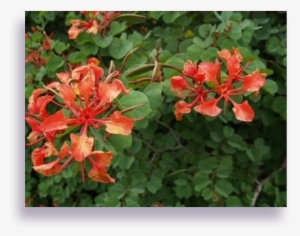Bauhinia - Caesalpinia #1892699 Bauhinia - Caesalpinia #1892699