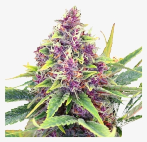 Blueberry Kush Feminized Cannabis Seeds - Blueberry Kush #1892767