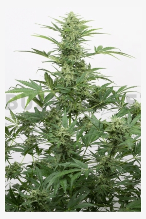 Dinafem / Auto 5 Pack / Industrial Plant Cbd - Auto Dinafem Industrial Plant Auto Cbd #1892908