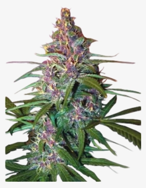 Critical Purple Auto-flowering Feminized Cannabis Seeds - Critical Purple Kush Strain #1893058