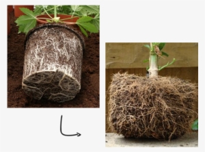 Fabric Pots Improve Root Structure - Fabric Pot Vs Plastic #1893150