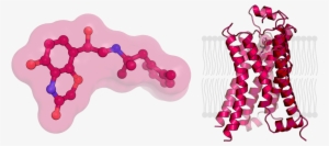 3 D Structures Of Bi - Beta-2 Adrenergic Receptor #1894977