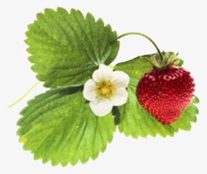 Tubes Fruits - Poster: Dlillc's Strawberry And Blossom, 41x41in. #1896037