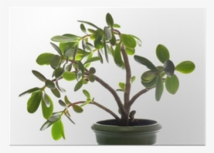 Crassula Plant Isolated On White - Dollar Tree Plant #1897161