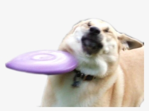 Dog Dog Dog Breed Dog Breed Group Dog Like Mammal Snout - Funny Frisbee #1897490