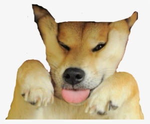 Shibenation Doge Meme Freetoedit - Squishy Dog Cheeks #1897780