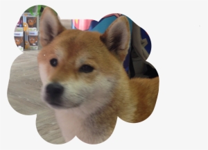 Doge Sticker - Companion Dog #1898004