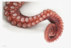Octopus Tentacles Png File - Giant Pacific Octopus Tentacles #1898150