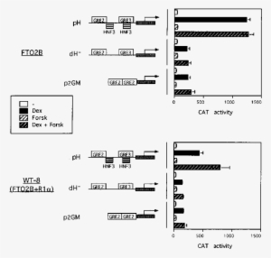 Transient-expression Analysis Of The Role Of Pka Activity - Diagram #1898748