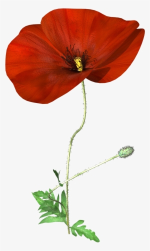 Hand Painted A Poppy Flower Png Transparent - Portable Network Graphics #1899613