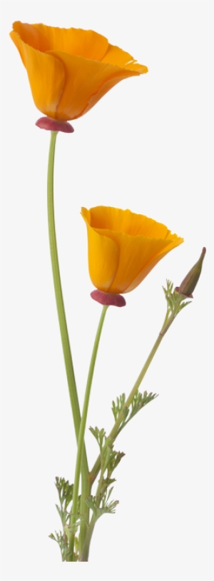 California Poppy Png - California Poppy Flower Png #1899662