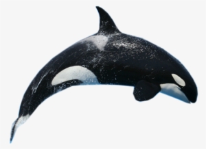 Whale Png #190868