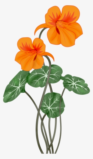 Flowers Vectors Png - Настурция Клипарт #190980