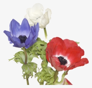 Red,white And Blue - Anemone #191093
