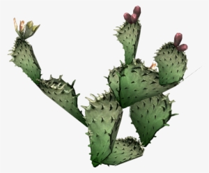Prickly Pear Cactus - Cactus Png #191781