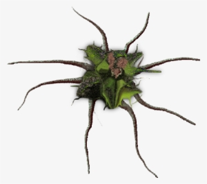 24 Mar 2009 - Spider #191830