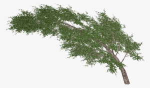 Download - Tree In Wind Png #192051