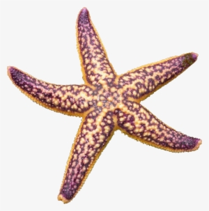 Starfish Png Picture - Starfish Png #192192