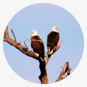 Bald Eagles Are Just A Few Of The Many Birds Found - Bald Eagle #192237