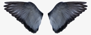 Bird Wing Png - Alas De Animales #192307