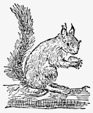 Squirrel Clip Art Free Vector - Squirrel Clip Art #194274