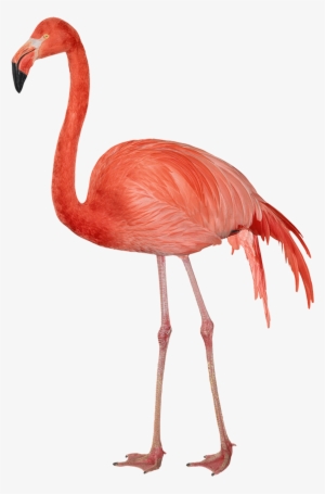 Flamingo Transparent #194293 Flamingo Transparent #194293