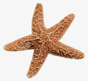 Starfish Png #195118