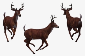 Image - Deer #195300