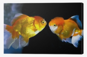 Goldfish In Aquarium - Aquarium #195728