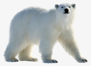 Polar Bear Png #195776