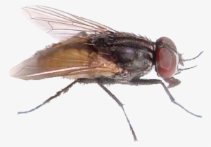 Fly Png File - House Fly #195846