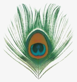Peacock Feather Free Png Image - Peacock Feather Png File #195943