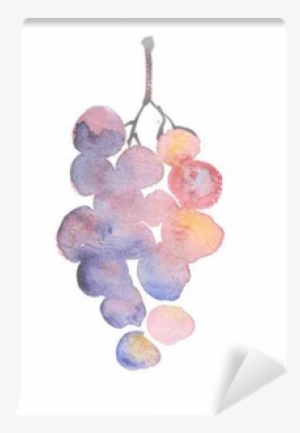 Rosy Grape Watercolor Sketch - Grape #196165