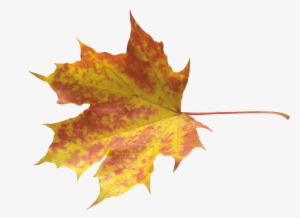 Autumn Leaves Png Image - Осенние Листочки В Png #196213