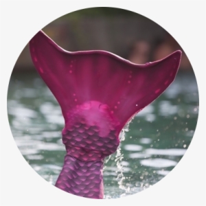 Making Your Mermaid Dreams Come True With Swimmable - Primärenergieverbrauch In Deutschland 2011 #196234