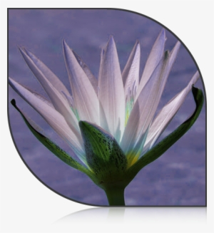 Blue Lotus Flower - Flora Y Fauna De Egipto #196283