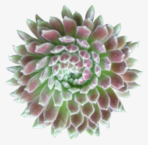 Succulent Plant #196836