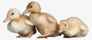 Download - Duck #196859