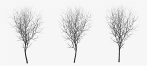 Tree Winter Png - Birch Tree Winter Png #196955