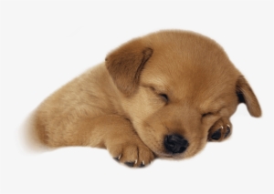 Free Png Cute Puppies Png Images Transparent - Sleeping Puppy Png #197109