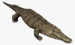 Forest Crocodile #197111