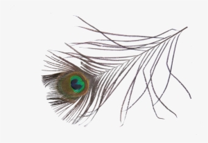 Peacock Feather Png Image - Peacock Feather Png File #197337