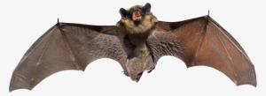 Angry Grey Bat - Bat Small #197455