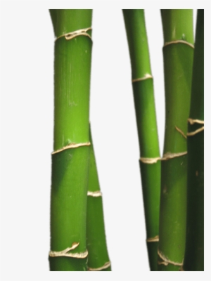 Bamboo Spa Png #197798